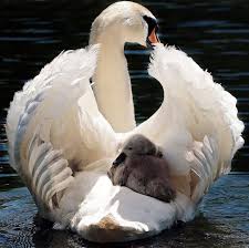 Baby Swans Are Called Cygnets And Will Stay With Their Parents Until They Are 3 Or 4 Years Old When Swans Scar Animals Beautiful Pet Birds Baby Swan
