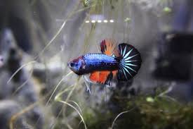 Koi bettas have unique color patterns much like their popular pond fish namesakes. Unique Looking Betta Fishy Album On Imgur