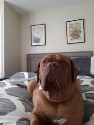 We did not find results for: Kirkland Dog Bed Reviews In Pet Products Chickadvisor