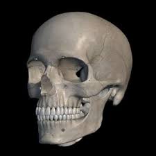 The head articulates with the glenoid cavity of the scapula to form the glenohumeral (shoulder) joint. Skull Functions Facts Fractures Protection View Bones