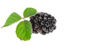 Which Fruits Vegetables Are In Season In The Bay Area