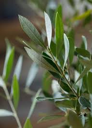 観葉植物 オリーブ 8号 コロネイキ テラアストラ カペラキュビ 赤茶色 付き 観葉植物ならhitohana ひとはな
