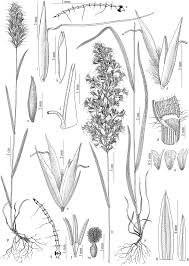 Image result for Urochloa semiundulata