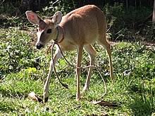 White Tailed Deer Wikipedia