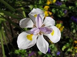 Image result for Dietes flavida