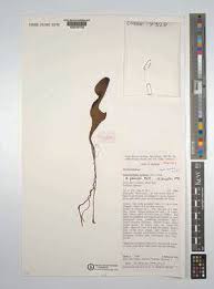 Image result for Aristolochia promissa