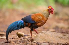 Suara ayam hutan hijau jantan mencari betinanya. Ayam Hutan Sri Langka Ayam Nasional Bangsa Tamil