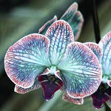 There Are So Many Different Types Of Flowers From Around The World This List Offers Some Of The Most Popular That Orchid Seeds Rare Orchids Beautiful Orchids