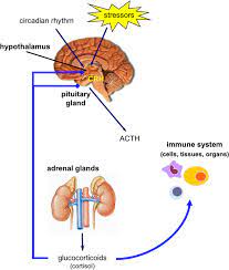 Benefits And Harm Of Systemic Steroids For Short And Long Term Use In Rhinitis And Rhinosinusitis An Eaaci Position Paper Clinical And Translational Allergy Full Text