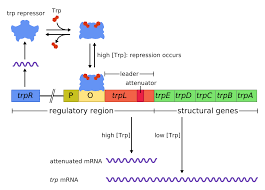 Trp Operon Wikipedia