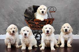 7 Week Old Puppies English Golden Retrievers Puppies Dogs Golden Retriever Retriever Puppy