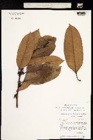 Image result for Pouteria pseudoracemosa