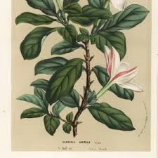 Image result for Hyperacanthus amoenus