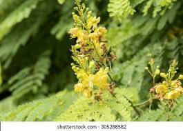 Image result for Caesalpinia sappan