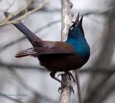 Common Grackle Ottawa Canada Grackle Black Bird Birds