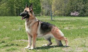 21 haziran'daki yulin köpek eti festivali'ne 'dur' demek için başlatılan 'save a dog' kampanyasına bağış yoğun ilgi görüyor. German Shepherd Dog Breed Information
