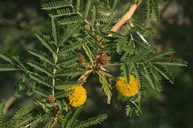 Image result for Acacia xanthophloea