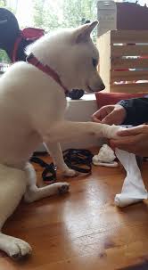 We did not find results for: Reviewing The Best Pet Insurance In Canada 2020