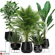 3d Models Indoor Plants Collection 180 Indoor Plants House Plants Decor Plant Decor