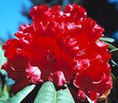 Rhododendron Grace Seabrook