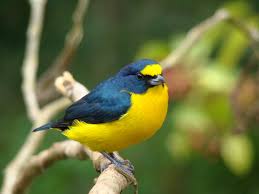 Birds With Yellow Feathers In Michigan Yellow Throated Euphonia Pet Birds Cute Animals Animals