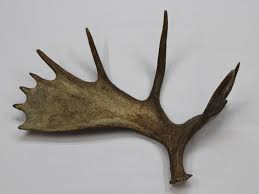 Animal wild, horn and nature wildlife, mammal. Moose Horn Gallery