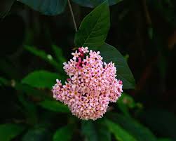 Image result for Rogiera amoena