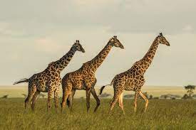 Human presence weakens social relationships of wild giraffes | Penn State  University