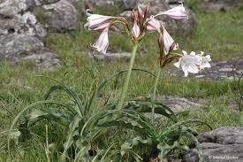 Image result for Crinum macowanii