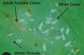 Maybe you would like to learn more about one of these? Watch Out For Snout Scale In Florida Citrus Growing Produce