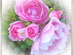 Maybe you would like to learn more about one of these? Roses Plant And Flower Facts Photos And Symbolic Meanings Owlcation