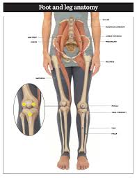 In humans the neck of the femur connects the shaft and head at a 125 degree angle, which is efficient for walking. Foot And Leg Anatomy Essential Info For Yoga Teachers