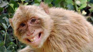 Smile Laughing Animals Monkeys Funny Happy Animals