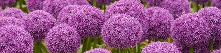 Maybe you would like to learn more about one of these? Types Of Spring Blooming Bulbs Meadows Farms