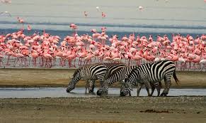 Lake Manyara Tanzania Ozero Manyara Tanzaniya Africa Travel Lake Private Safari
