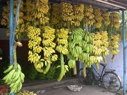 Jom kita tenangkan fikiran dan fahami dahulu video youtube yang bertajuk halaman mewarna lukisan ais krim. Pokok Pisang Tanaman Hiasan Dan Boleh Dimakan Berkebun Hidup