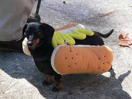 10 Sausage Dogs Dressed As Wieners For Hot Dog Day The Dog People By Rover Com