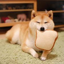 厚切りだいふく 耳も残さず食べてよね can i put the same kind of breads in the same bag ブログも更新したよ shiba inu super cute animals cute animals