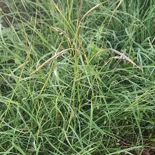 Image result for Sehima