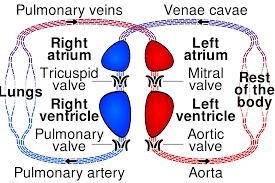 circulatory system blood flow pathway through the heart