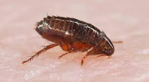 Image result for flea bites