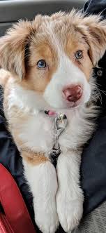 May Be This Is The One Cute Doggy That You May Like Top Dog Breeds Healthiest Dog Breeds Cute Animals
