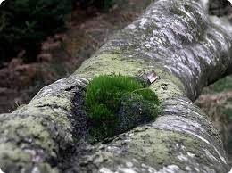 QUAND LA NATURE SE FAIT SEXY