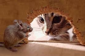 Rasanya hampir semua orang fobia dan 'takut' dengan tikus kan? 15 Petua Menghalau Tikus Paling Berkesan Sepanjang Zaman Aerill Com Lifestyle