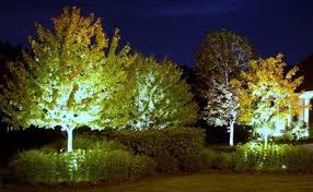 Group Of Trees Being Illuminated With Out Door Lighting Landscape Trees Landscape Lighting Tree Uplighting