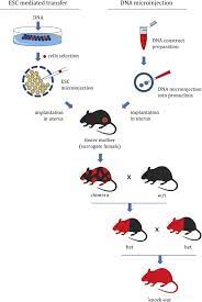What Have We Learned Recently From Transgenic Mouse Models About Neurodegeneration The Most Promising Discoveries Of This Millennium Sciencedirect