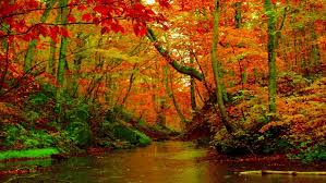 Check spelling or type a new query. Autumn Forest River Desktop Background Hd Wallpapers 1560 Wallpapers13 Com