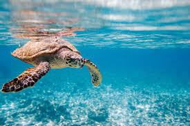 The hawksbill is one of five marine turtle species found in the philippines. Yucr Zspmafnfm