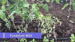 Image result for tomato seedling fusarium wilt