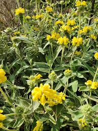Image result for Phlomis fruticosa